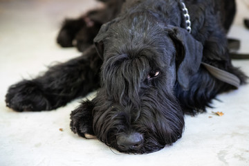 Black Death. Russian black terrier. The breed was bred by military dog handlers of the Soviet Army. The main ancestors of the breed are the Airedale, Rottweiler and Giant Schnauzer