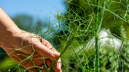 Fototapeta na wymiar Woman collects fresh fennel herb