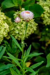 garden, flowerbed, flower bed, flora, nature, plant, flower, Helichrysum, immortelle, meadow, cumin, observation