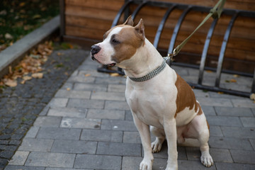The American Pit Bull Terrier is the most dangerous breed of dog in the world. Fighting Bull Terrier. © bonilook