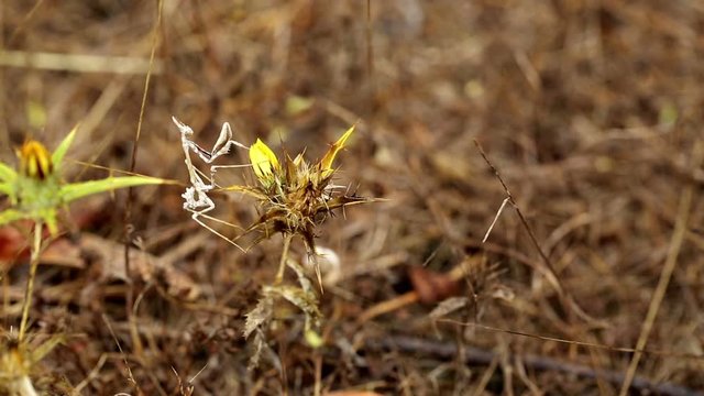 Empusa pennata (praying mantis) on a thistle in the ground