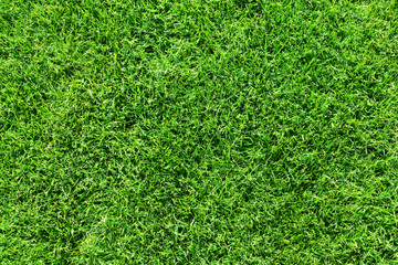 Green grass lawn or field background