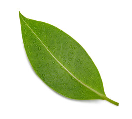 Naklejka na ściany i meble Fresh green leaves with water drop macro shot isolate on white background