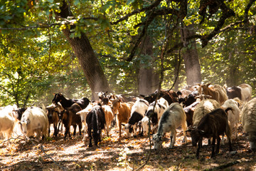 Goats herd in the forest at Marpod, Romania