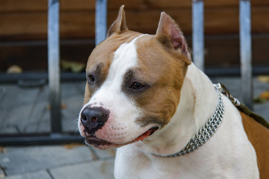 The American Pit Bull Terrier is the most dangerous breed of dog in the world. Fighting Bull Terrier.