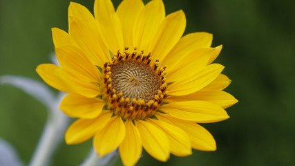 向日葵（ひまわり）