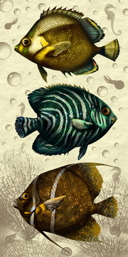 fishes photo print