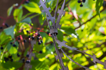 Wild grapes tangled the razor wire. The grape vine grows on a razor wire. The concept of the...