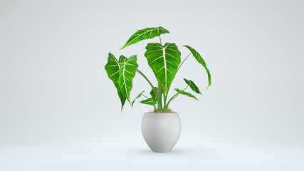 A beautifull alocasia growth inside white pot with 3d rendering include work path.
