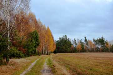 Fototapeta premium road in autumn autumn landscape and road near the forest