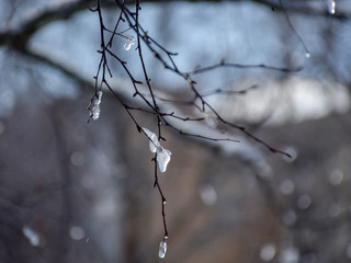 wet, snowy and dripping branches of trees in winter. Selective focus, blue sky background