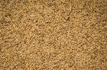 Dried ripe rice texture, for background and design concepts.