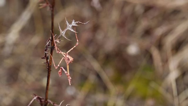 brown Empusa pennata (praying mantis) on a dry branch