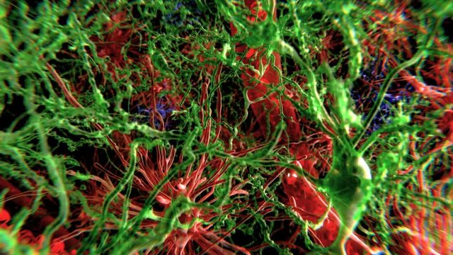 Animation of cells and blood vessels in the brain
