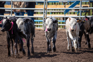 Bowden, Alberta, Canada, 26 July 2019 / Moments from the Bowden Daze, the town's rodeo. Sweet calfs ready for the calf scramble