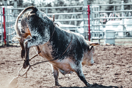 crazu bull riding at rodeo 