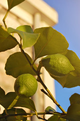 Two green lemons on a lemon tree