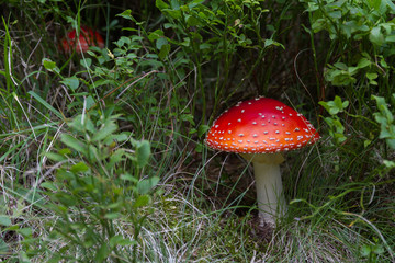 Fly agaric (mushroom) in the Tatra mountains