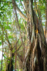 Shady by the trees, banyan trees garden at lakeside, sunbeam shines through the branches of banyan trees on green grass, a very pleasant place.