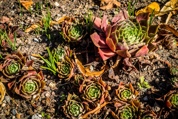 Gartendekoration mit Hauswurzen