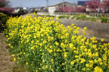 河津桜と菜の花