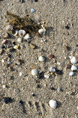 Sand on the ocean beach