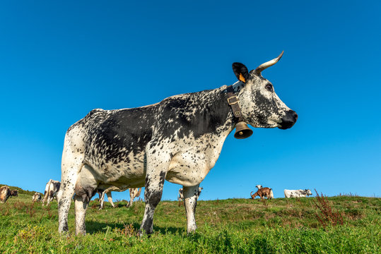 Vache vosgienne dans un paturage