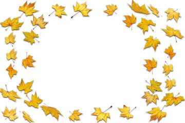 frame from dried leaves on white background