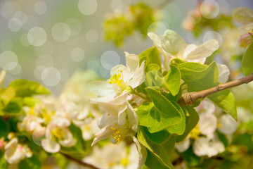 Obraz premium Apple tree branch with white flowers on a light background.