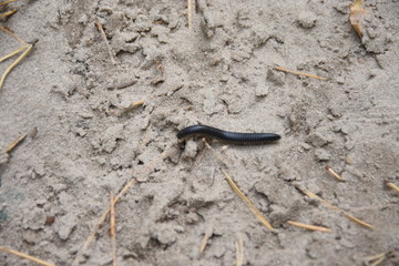 Giant black millipede in tropical rainforest of Thailand
