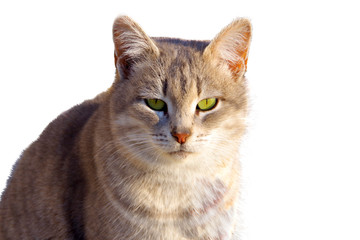 Obraz premium Gray striped cat with a white breast.