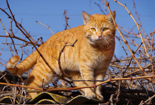 Red cat among the branches.