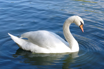 Obraz na płótnie Canvas White swan swimming in blue water.
