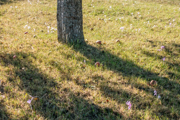 Herbstzeitlose © focus finder