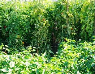 green  Tomatoes plants in the garden