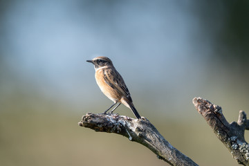 Braunkehlchen