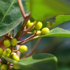 沢山の小さな実が生った樹木