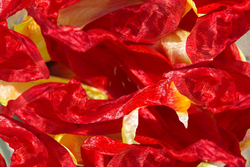 Red abstract background of fallen petals of flowers of red and yellow.