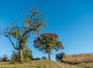 Herbstliche Blätter an alten Obstbäumen