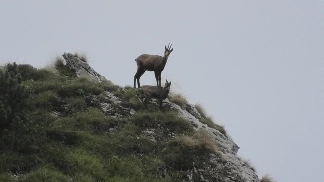 femmina di camoscio con piccolo
