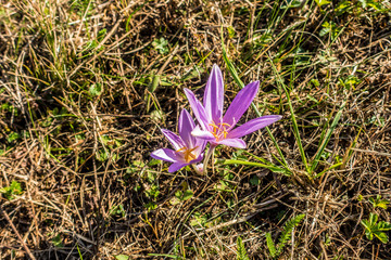 Herbstzeitlose © focus finder