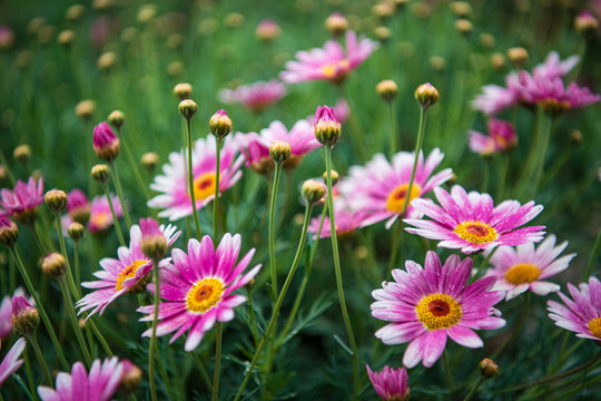 pink daisies in spring