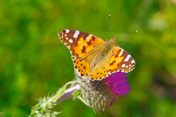 Obraz premium A butterfly on a bright purple thistle flower.