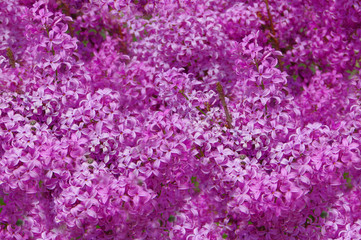 Violet background of flowers of lilac.
