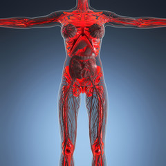 science anatomy of human body in x-ray with glow skeleton bones