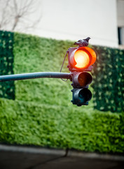 Traffic Light