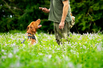 Beautiful Hungarian Vizsla puppy and its owner during obedience training outdoors. Sit command side...
