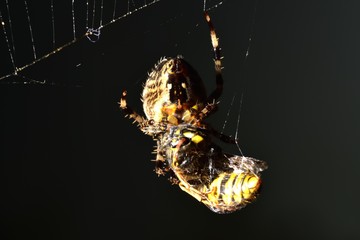 Euroopean Garden Spider  wrapping a Wasp up