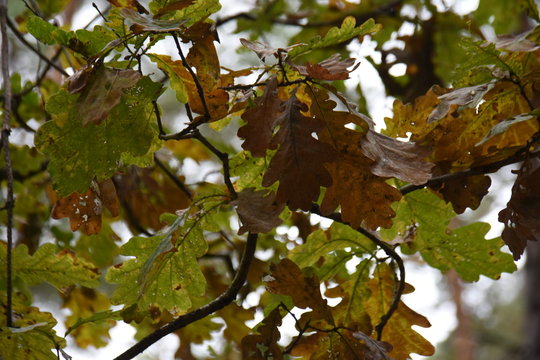 Beautifil colored leafs from a oak tree