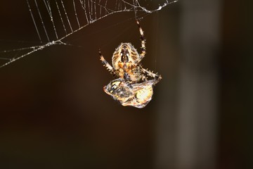 Euroopean Garden Spider  wrapping a Wasp up